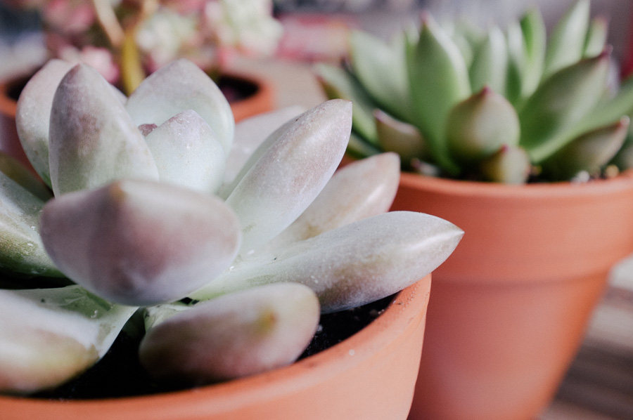 box-envouthe-do_tea_yourself-7